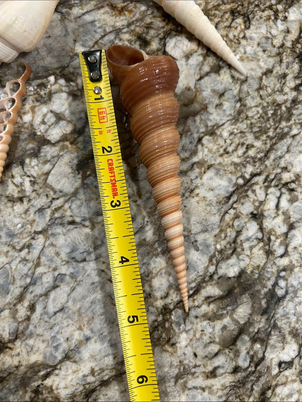 19 unique shells - Picture 7 of 7